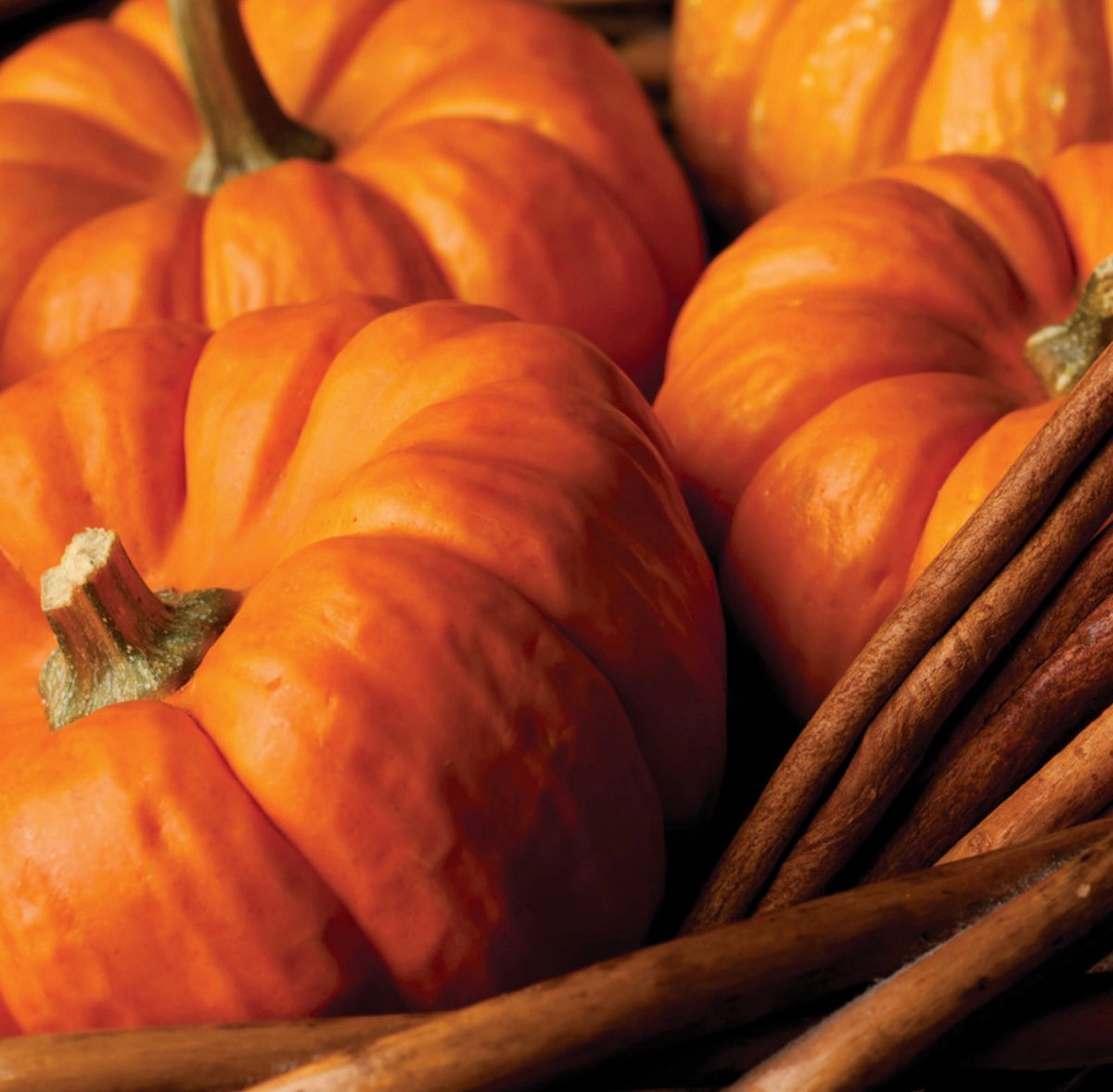 Root Candle - Pumpkin Spice - Glass Votive and Candle bundle